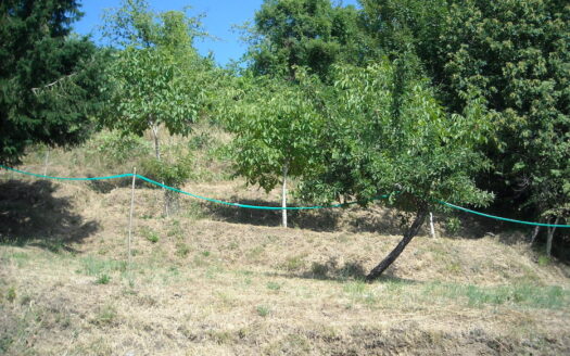 Gallicano Reference: 4176