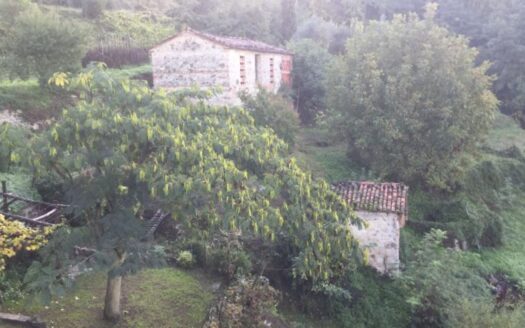 Fosciandora Ref: 4923