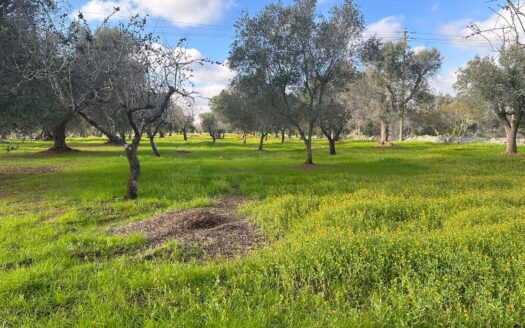 San Vito dei Normanni Ref: 5299D