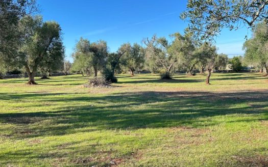 San Vito dei Normanni Ref: 5538