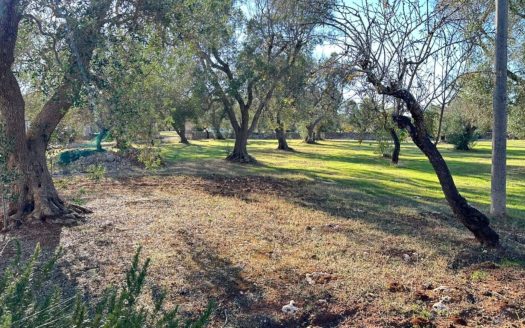 San Vito dei Normanni Ref: 5538