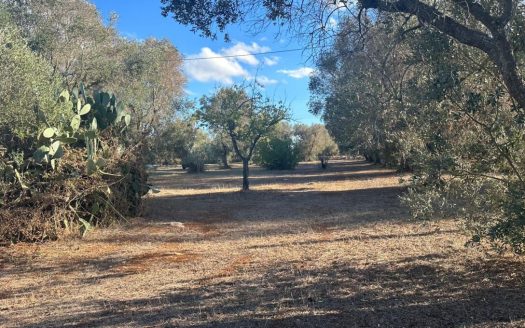 San Vito dei Normanni ref: 5553