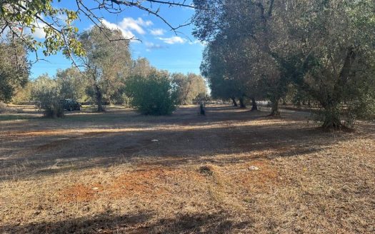 San Vito dei Normanni ref: 5553