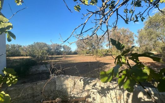 San Vito dei Normanni ref: 5553